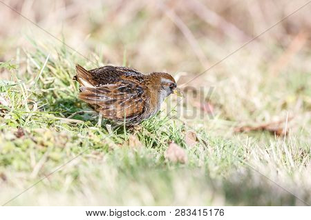 Waterbird Sora Rail At Terra Nova Park,  Richmond Bc Canada , Feb. 2019