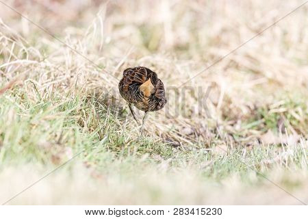Waterbird Sora Rail At Terra Nova Park,  Richmond Bc Canada , Feb. 2019