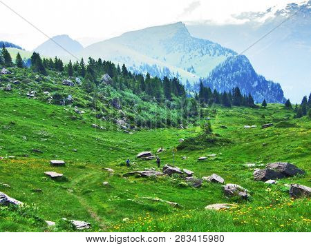 Alpine Pastures And Meadows On The Slopes Of Alvier Peak In The Appenzell Alps Mountain Range - Cant