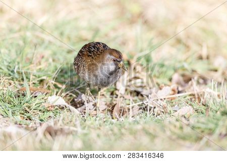 Waterbird Sora Rail At Terra Nova Park,  Richmond Bc Canada , Feb. 2019