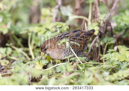 Waterbird Sora Rail At Terra Nova Park,  Richmond Bc Canada , Feb. 2019