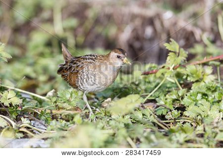 Waterbird Sora Rail At Terra Nova Park,  Richmond Bc Canada , Feb. 2019