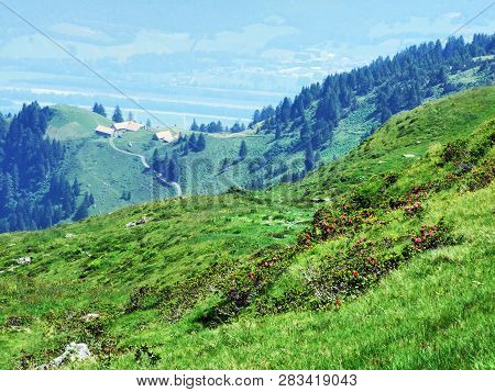 Alpine Livestock Farms And Stables On The Slopes Of Alvier Mountain In The Appenzell Alps Mountain R