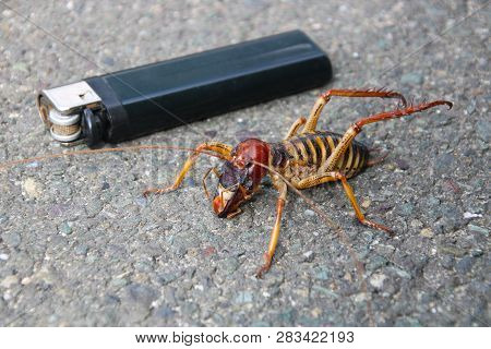 The Giant Weta Is One Of The Biggest Insects On Earth,easily Dwarfing Most Bugs And Even Some Small 