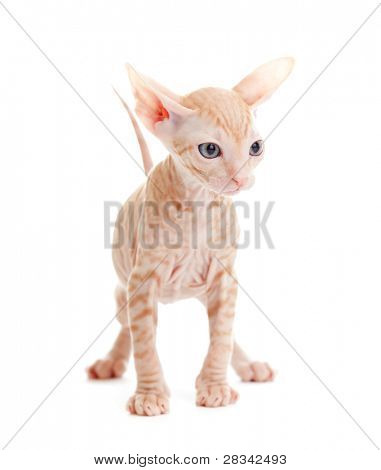 Sjove hairless sphynx tabby killing isoleret