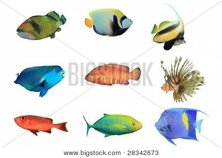 白い背景で隔離熱帯サンゴ礁の魚