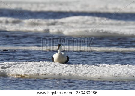 Male Eider Duck Sitting On Ice Floating Around In Cold Icy Water, Near Arviat, Nunavut Canada