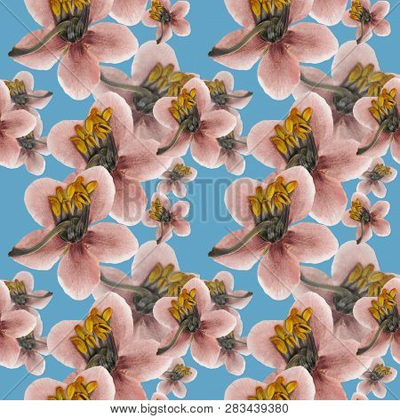 Pyrola . Texture Of Flowers. Seamless Pattern For Continuous Replicate. Floral Background, Photo Col