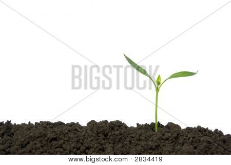 Plant