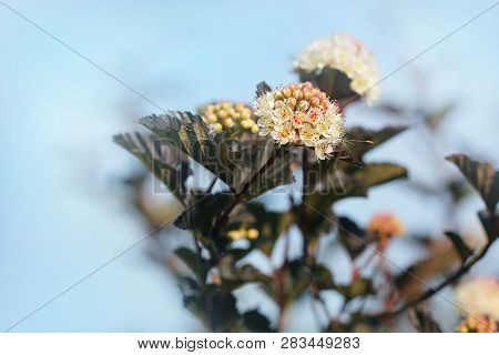 The Flowers Of Eastern Ninebark With Purple Leaves