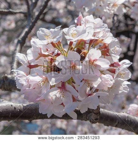 Meguro Sakura (cherry Blossom) Festival. Cherry Blossom Full Bloom In Spring Season At Meguro River,