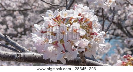 Meguro Sakura (cherry Blossom) Festival. Cherry Blossom Full Bloom In Spring Season At Meguro River,