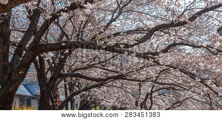 Meguro Sakura (cherry Blossom) Festival. Cherry Blossom Full Bloom In Spring Season At Meguro River,