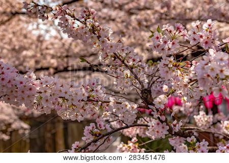 Meguro Sakura (cherry Blossom) Festival. Cherry Blossom Full Bloom In Spring Season At Meguro River,