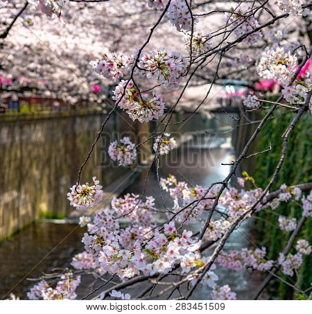 Meguro Sakura (cherry Blossom) Festival. Cherry Blossom Full Bloom In Spring Season At Meguro River,