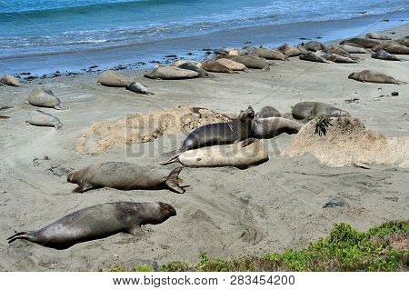 Cute And Funny Sea Elephants On The Pacific Coast. California, Usa