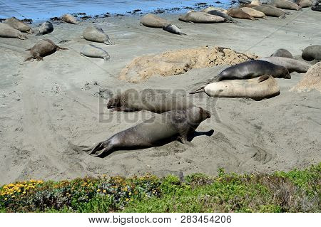 Cute And Funny Sea Elephants On The Pacific Coast. California, Usa