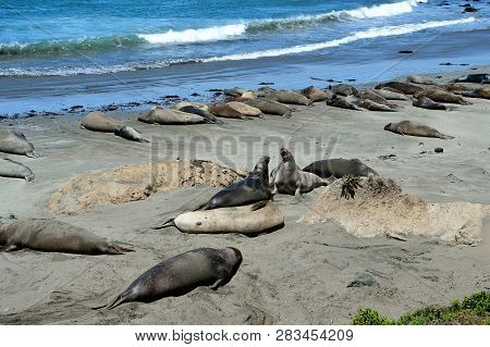 Cute And Funny Sea Elephants On The Pacific Coast. California, Usa