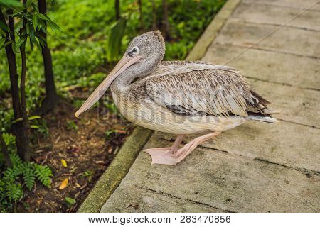 Pelican Walks Along The Path In The Park