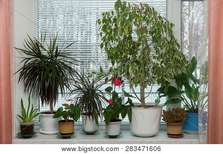 Variety Of Indoor Plants On The Windowsill