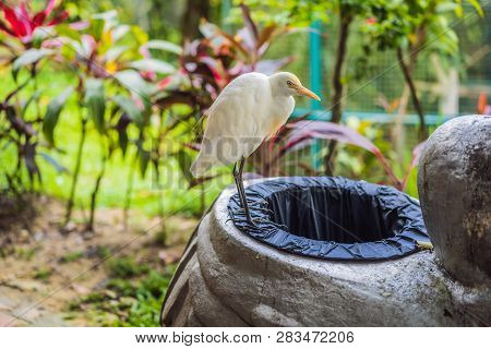 Little Egret Cattle Egret Bubulcus Ibis Waters Edge Digging In The Trash. Environmental Problems