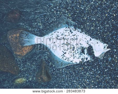 Dead Flounder Or Flatfish Is Lying In The Sand On The Baltic Sea
