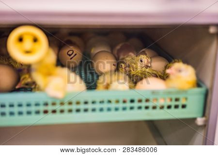 Large Group Of Newly Hatched Chicks On A Chicken Farm