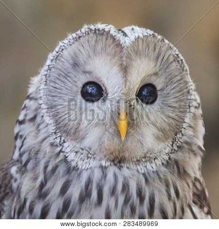 Portrait Of The Ural Owl, Strix Uralensis.