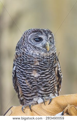 Portrait Of The Rufous-legged Owl, Strix Rufipes.