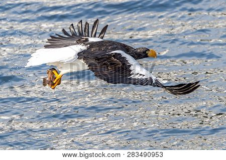 Flying Predatory Stellers Sea-eagle