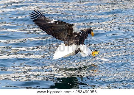 Flying Predatory Stellers Sea-eagle