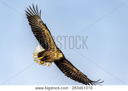 Flying Predatory White-talied Sea Eagle