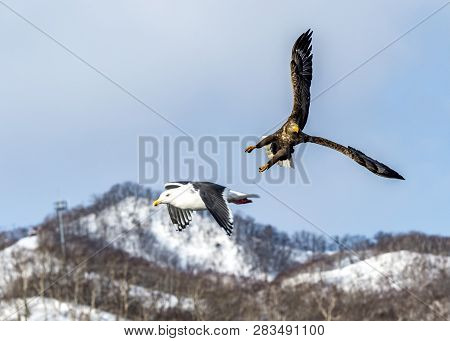 Flying Predatory White-talied Sea Eagle