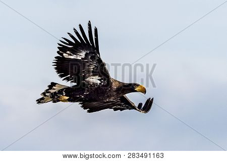 Flying Predatory Stellers Sea-eagle
