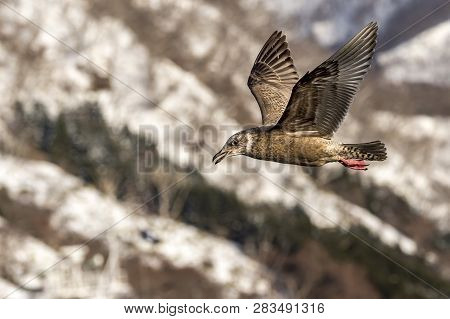 Flying Predatory Seagulls
