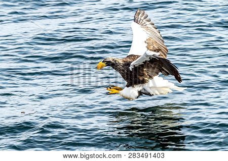 Flying Predatory Stellers Sea-eagle