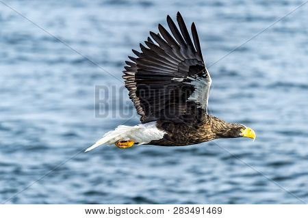 Flying Predatory Stellers Sea-eagle