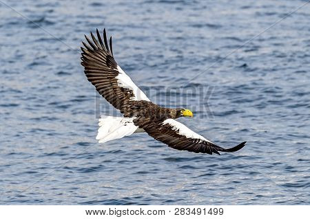 Flying Predatory Stellers Sea-eagle