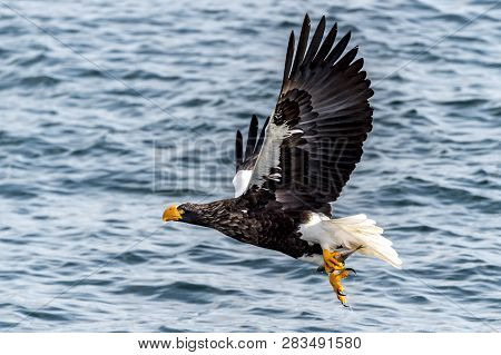 Flying Predatory Stellers Sea-eagle