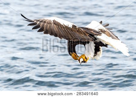Flying Predatory Stellers Sea-eagle