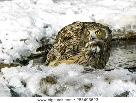 Eurasian Eagle Owl