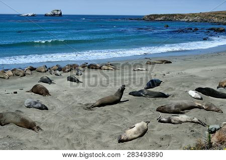 Cute And Funny Sea Elephants On The Pacific Coast. California, Usa