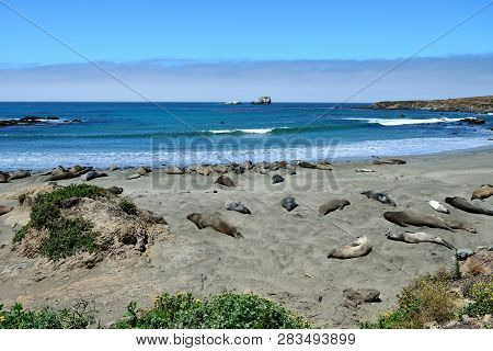 Cute And Funny Sea Elephants On The Pacific Coast. California, Usa