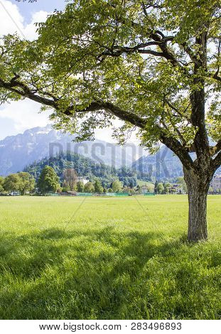 Park Hohematte. View Of The Alps. Interlaken