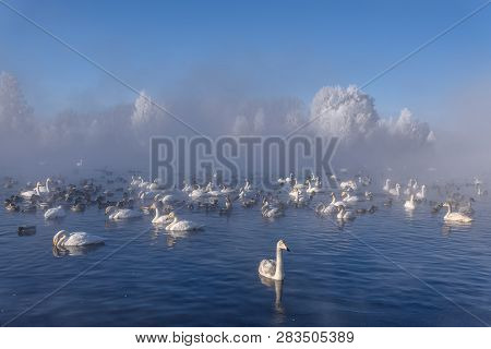Beautiful Whooper Swans (cygnus Cygnus) And Ducks In A Lake On A Foggy Sunny Morning In A Hard Frost