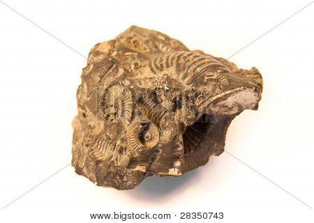 Shell fossile