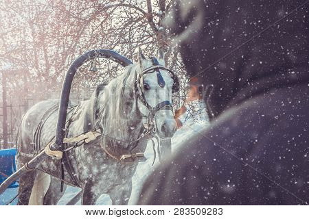 Dapple-gray Horse With Grey Mane Is Harnessed To Cart To Carry People On Snowy Day. Winter Holiday E