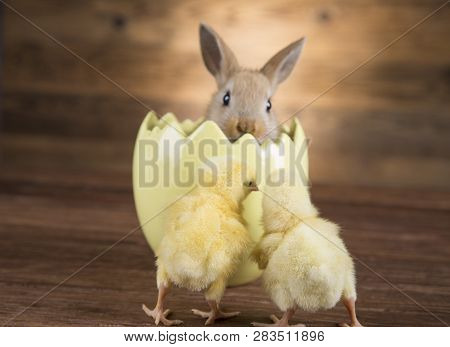 Easter Rabbit In The Shell Of Eggs. Colorful Eggs.