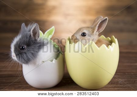 Easter Rabbit In The Shell Of Eggs. Colorful Eggs.