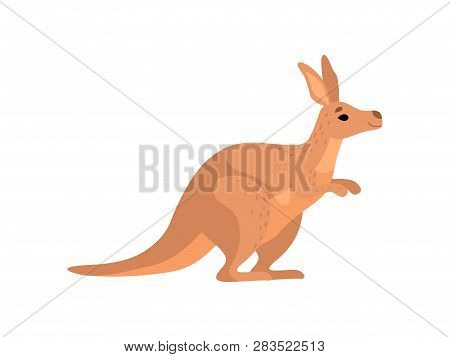 Brown Kangaroo, Cute Wallaby Australian Animal Character, Side View Vector Illustration